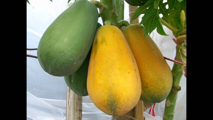 Cách trồng và chăm sóc cây đu đủ Thái Lan